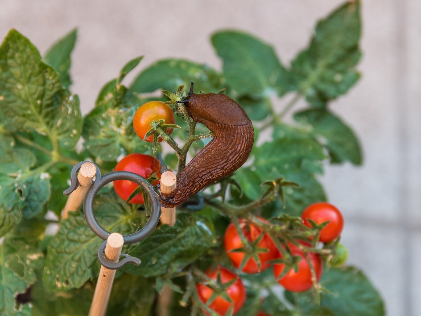 Tomaten vor Schnecken schützen: Tomatenzüchter schwört auf Trio-Methode